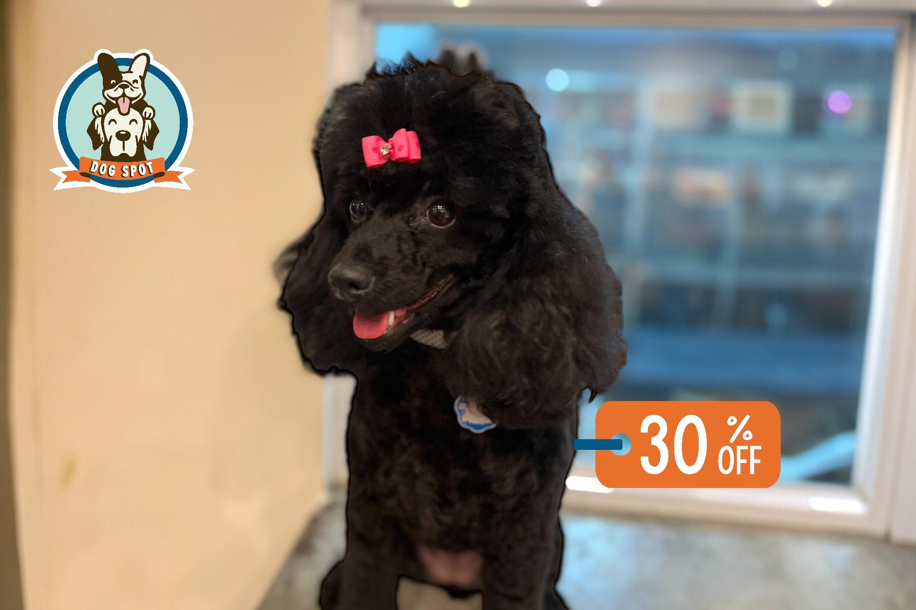 Miniature Poodle Ash's Mystical Poodles Professional Dog